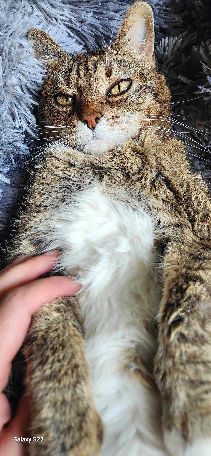 Sheba