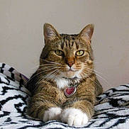Sheba is registered to the contest to win money with this photo: cat, tabby, pet, feline, whiskers, paws, collar, heart_tag, resting, indoor, blanket, striped, cute, fur, animal, domestic, portrait, relaxed, eyes, mammal