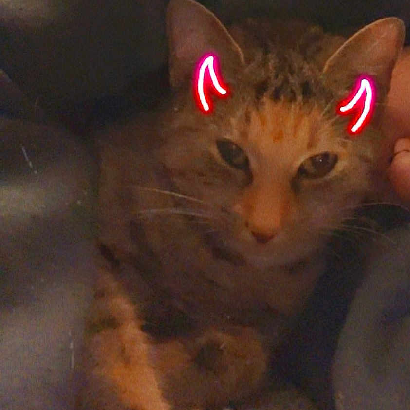 Tigger is registered to the contest to win money with this photo: abyssinian, accessories, animal, bodypart, cat, couch, cushion, electronics, face, furniture, hardware, head, homedecor, kitten, manx, person, pet, photography, portrait, sleeping