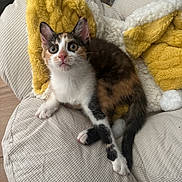 Bettyse participe au concours pour gagner de l'argent avec cette photo : cat, kitten, calico, pet, animal, feline, cute, curious, indoor, cushion, blanket, yellow_blanket, white_paws, fur, whiskers, ears, eyes, resting, soft_texture, cozy