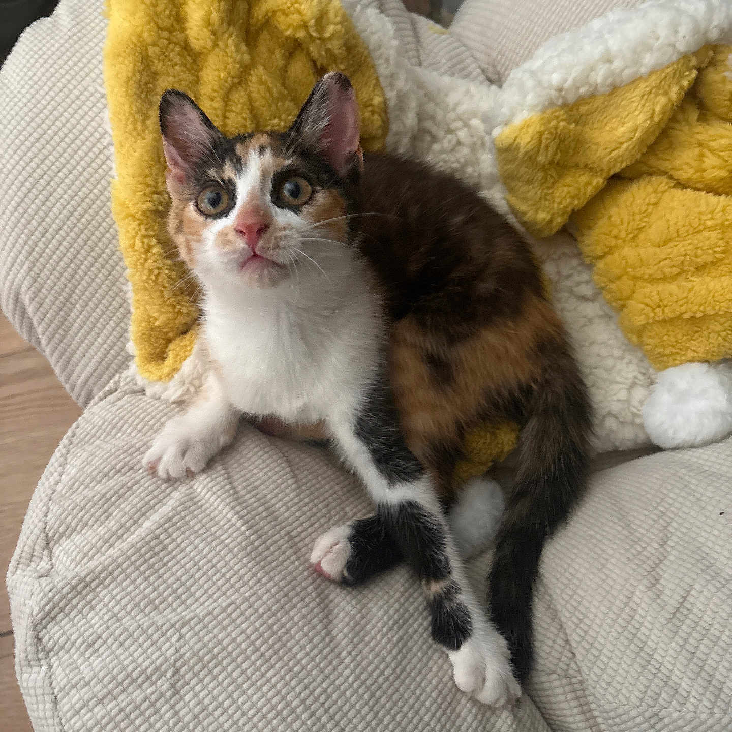 Bettyse participe au concours pour gagner de l'argent avec cette photo : cat, kitten, calico, pet, animal, feline, cute, curious, indoor, cushion, blanket, yellow_blanket, white_paws, fur, whiskers, ears, eyes, resting, soft_texture, cozy