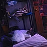 Baby is registered to the contest to win money with this photo: animal, bed, blanket, cat, cozy, domestic, door, feline, furniture, indoor, low_light, poster, purple_hue, quiet, relaxation, resting, room, shoe_rack, shoes, sleeping