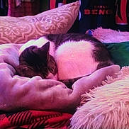 Baby is registered to the contest to win money with this photo: bed, bedding, blanket, cat, cozy, curled_up, cushion, fur, indoor, nap, patterned_pillow, pet, pillow, plush, sleeping_cat, soft_texture, tabby, warm_lighting, whiskers, white_fur