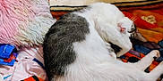 Baby is registered to the contest to win money with this photo: cat, sleeping_cat, curled, blanket, pillow, bedsheet, fur, paw, whiskers, indoor, pet, nap, cozy, textile, patterned_blanket, colorful, closeup, plush_pillow, striped_clothing, relaxed