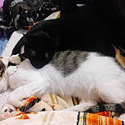 Baby joined the competition — help win amazing prizes! cat, cats, two_cats, tabby_cat, black_cat, sleeping, cuddling, nap, paw, whiskers, blanket, fur, cozy, indoor, bed, closeup, pet, companion, textile, relaxing