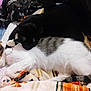 cat, cats, two_cats, tabby_cat, black_cat, sleeping, cuddling, nap, paw, whiskers, blanket, fur, cozy, indoor, bed, closeup, pet, companion, textile, relaxing