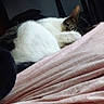 animal, bed, blanket, calm, cat, cozy, cute, domestic, fur, furniture, home, indoor, mammal, pet, pink, quiet, relaxing, resting, sleeping, soft