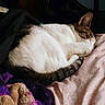 Baby is registered to the contest to win money with this photo: animal, bed, blanket, cat, comfort, cozy, cute, domestic, fur, indoor, napping, paw, pet, relaxation, rest, sleeping, soft, tabby, warm, white