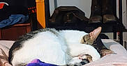 Baby joined the competition — help win amazing prizes! animal, bed, blanket, cat, clothing, cozy, cute, domestic, fur, furniture, indoor, paw, pet, pink, purple, relaxation, resting, shoes, sleeping, whiskers