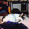 animal, bed, blanket, cat, clothing, cozy, cute, domestic, fur, furniture, indoor, paw, pet, pink, purple, relaxation, resting, shoes, sleeping, whiskers
