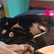 Weezer joined the competition — help win amazing prizes! animal, bed, bedroom, blackcat, blanket, cat, couch, cushion, electronics, furniture, homedecor, indoors, kitten, manx, person, pet, quilt, remotecontrol, room, sleeping