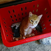 Dapper is registered to the contest to win money with this photo: abyssinian, animal, bag, basket, box, can, cat, crate, garbage, kitten, laundry, machine, manx, pet, plastic, plasticbag, shoppingbasket, spoke, tin, trashcan