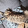 abyssinian, animal, architecture, armchair, blanket, building, cat, chair, couch, cushion, furniture, homedecor, indoors, kitten, linen, livingroom, manx, person, pet, sleeping
