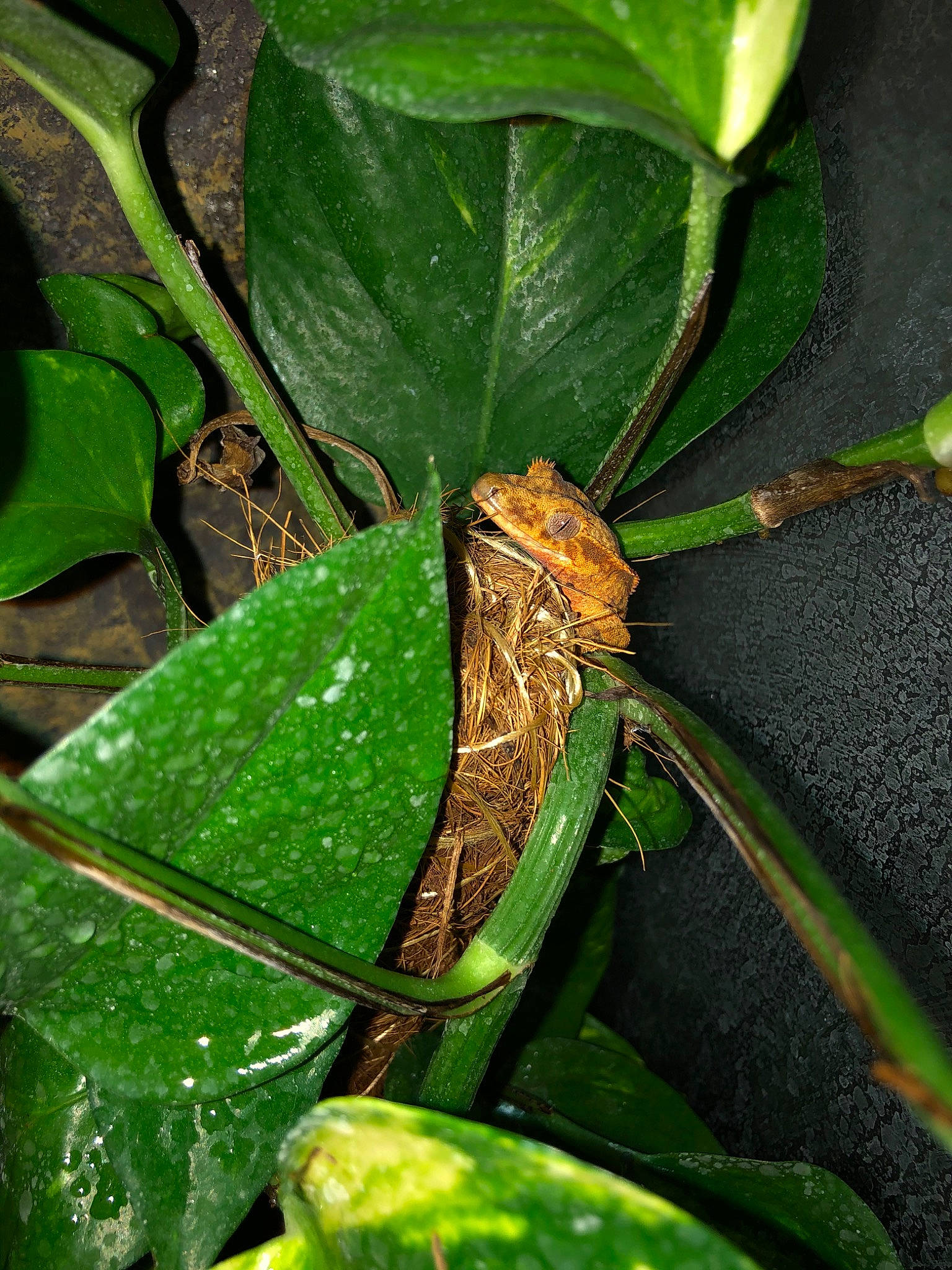 Spyke participe au concours pour gagner de l'argent avec cette photo : anthurium, flower, flowering_plant, leaf, plant, plant_pathology, plant_stem, terrestrial_plant