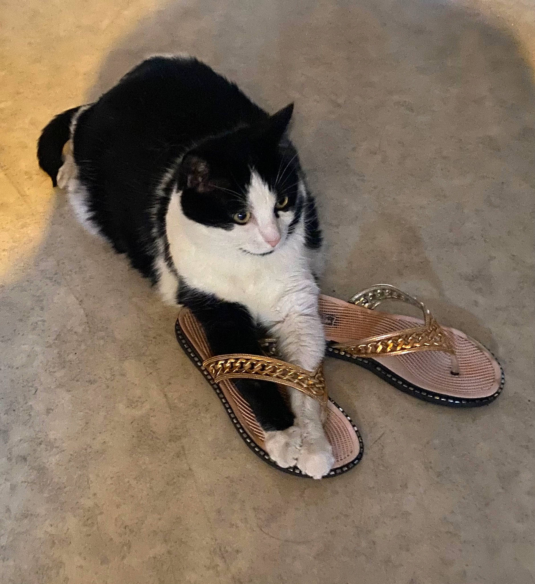 Fripouille participe au concours pour gagner de l'argent avec cette photo : carmine, carnivore, cat, domestic_short_haired_cat, eyewear, felidae, flooring, foot, formal_wear, fur, grass, grey, human_leg, paw, plant, small_to_medium_sized_cats, tail, thigh, tree, whiskers