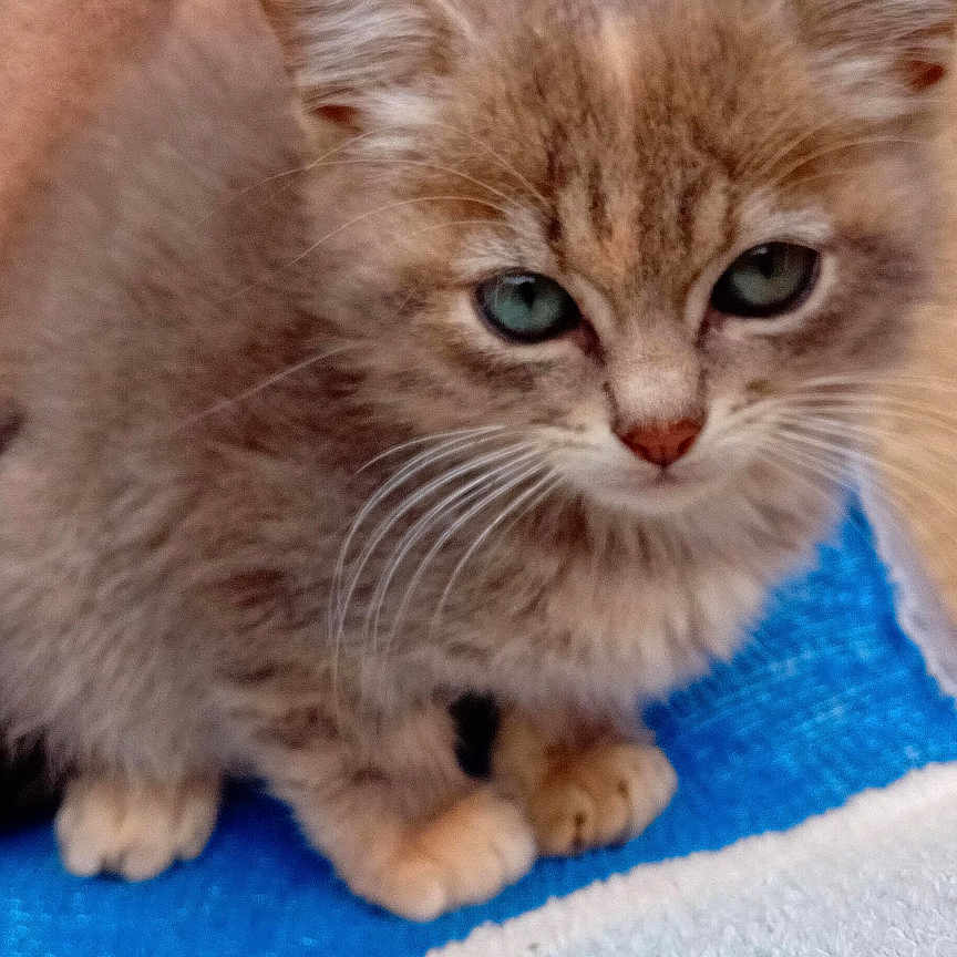 Billy participe au concours pour gagner de l'argent avec cette photo : kitten, cat, blue_eyes, fur, pet, animal, cute, small, young, whiskers, paw, indoor, cozy, soft, texture, brown, blue, white, background, portrait