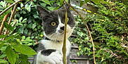 Ziggy participe au concours pour gagner de l'argent avec cette photo : animal, cat, curious, domestic_cat, fence, garden, gray_cat, greenery, leaf, nature, outdoor, paw, pet, plant, playful, seed_pod, stone_surface, whiskers, white_cat, wooden_fence