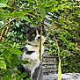 Ziggy participe au concours pour gagner de l'argent avec cette photo : cat, gray_cat, white_cat, paw, leaf, greenery, plant, seed_pod, garden, fence, wooden_fence, stone_surface, outdoor, nature, curious, pet, animal, domestic_cat, whiskers, playful