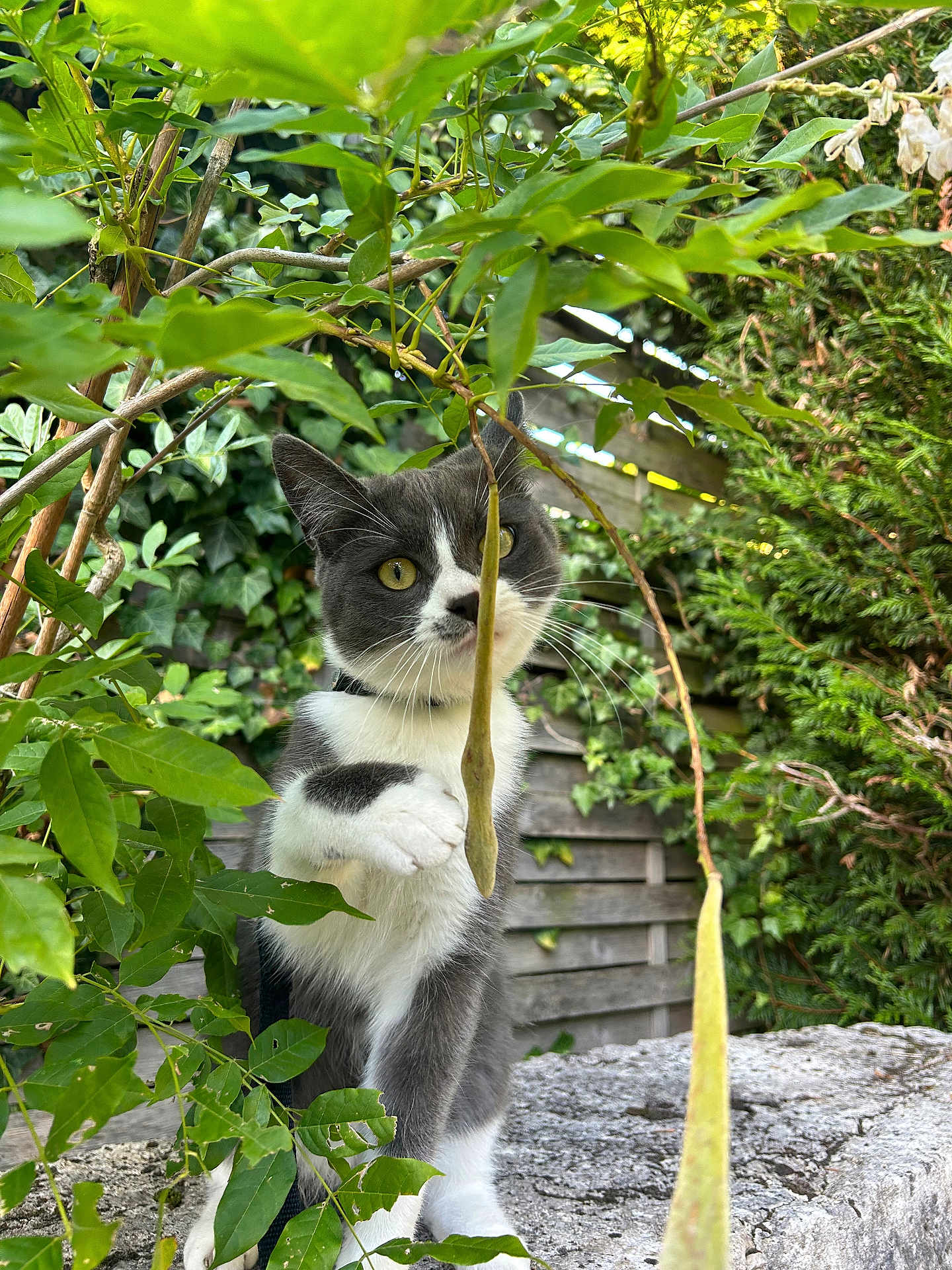 Ziggy participe au concours pour gagner de l'argent avec cette photo : cat, gray_cat, white_cat, paw, leaf, greenery, plant, seed_pod, garden, fence, wooden_fence, stone_surface, outdoor, nature, curious, pet, animal, domestic_cat, whiskers, playful