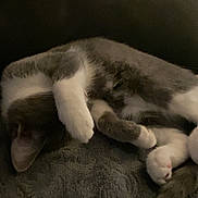 Ziggy a rejoint le concours — aidez-le/la à gagner de superbes lots ! cat, sleeping, gray, white, paw, feline, cozy, blanket, resting, cute, pet, animal, fur, indoor, relaxing, soft, curled_up, cute_paws, quiet, napping