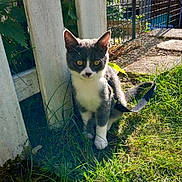 Ziggy a rejoint le concours — aidez-le/la à gagner de superbes lots ! animal, cat, curious, daylight, ears, fence, garden, grass, gray_cat, greenery, leash, metal_gate, nature, outdoor, paws, pet, sitting, sunlight, whiskers, white_cat