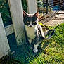 animal, cat, curious, daylight, ears, fence, garden, grass, gray_cat, greenery, leash, metal_gate, nature, outdoor, paws, pet, sitting, sunlight, whiskers, white_cat