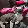 Ziggy participe au concours pour gagner de l'argent avec cette photo : kitten, cat, gray_cat, white_cat, couch, pink_pillow, indoor, pet, feline, relaxed, cute, young_cat, fur, whiskers, paw, domestic_animal, home, resting, curious, cozy