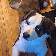 Ivar is registered to the contest to win money with this photo: animal, blue_eyes, brown_coat, canine, companion, curious, dog, domestic, flooring, four_legs, furry, head_tilt, indoor, looking_up, lying_down, pet, relaxed, unique_coat, white_coat, wooden_floor