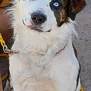 Ivar is registered to the contest to win money with this photo: dog, blue_eyes, leash, white_fur, brown_spots, sitting, outdoor, concrete, pet, animal, collar, canine, curious, furry, muzzle, ears, closeup, companion, friendly, domestic