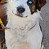 dog, blue_eyes, leash, white_fur, brown_spots, sitting, outdoor, concrete, pet, animal, collar, canine, curious, furry, muzzle, ears, closeup, companion, friendly, domestic