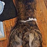 Ivar is registered to the contest to win money with this photo: animal, brown_fur, canine, dog, domestic, flooring, four_legs, fur_pattern, household, indoor, long_body, lying_down, paws, pet, relaxing, resting, sprawled, tail, white_fur, wood_floor