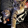 cat, kitten, animal, pet, feline, cute, snuggle, fur, paw, blanket, cozy, indoor, resting, domestic, mammal, closeup, portrait, young, mother_and_baby, comfort