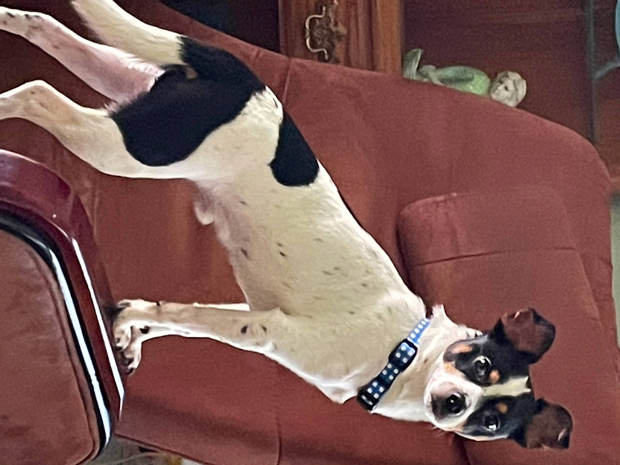 Beaux Jack joined the competition — help win amazing prizes! canidae, carmine, carnivore, collar, companion_dog, couch, dog, dog_breed, dog_collar, dog_supply, fawn, human_leg, metal, pet_supply, snout, sporting_group, tail, vehicle_door, wood, working_animal