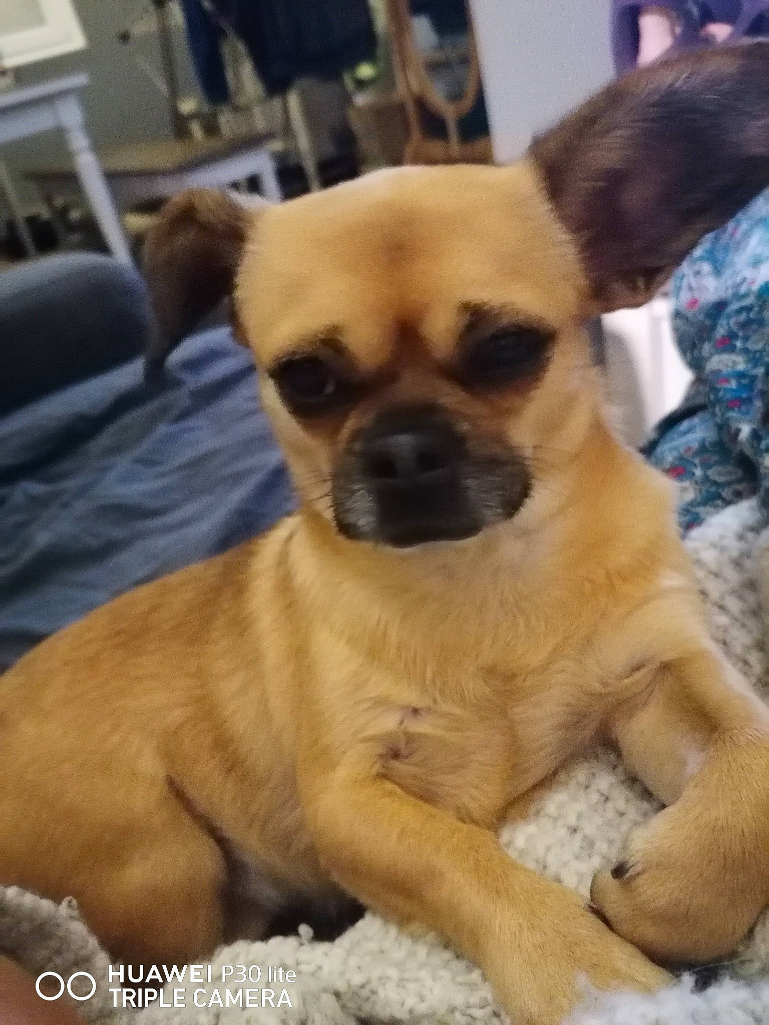 Pimousse participe au concours pour gagner de l'argent avec cette photo : ancient_dog_breeds, canidae, carnivore, companion_dog, dog, dog_breed, fawn, fur, non_sporting_group, paw, snout, sporting_group, terrestrial_animal, toy_dog, whiskers, working_animal, working_dog, wrinkle