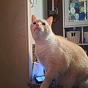 Snowball joined the competition — help win amazing prizes! cat, cream_colored, kitchen, counter, curious, feline, domestic_animal, indoor, household, basket, towel, cabinet, phone, paper_towel, granite_countertop, pet, fur, whiskers, ears, looking_up