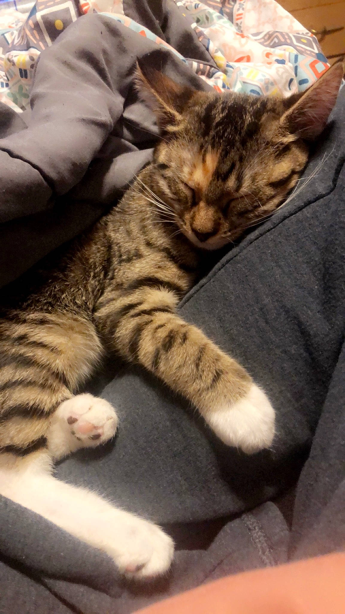 Love is registered to the contest to win money with this photo: bored, carnivore, cat, claw, comfort, domestic_short_haired_cat, felidae, fur, mammal, nap, paw, sitting, small_to_medium_sized_cats, snout, terrestrial_animal, vertebrate, whiskers