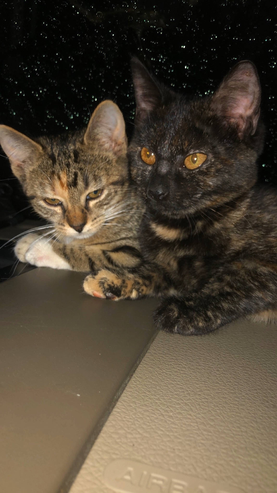 Hazel is registered to the contest to win money with this photo: carnivore, cat, cat_furniture, claw, domestic_short_haired_cat, door, felidae, fur, iris, paw, sitting, small_to_medium_sized_cats, snout, tail, terrestrial_animal, whiskers, wildlife, window