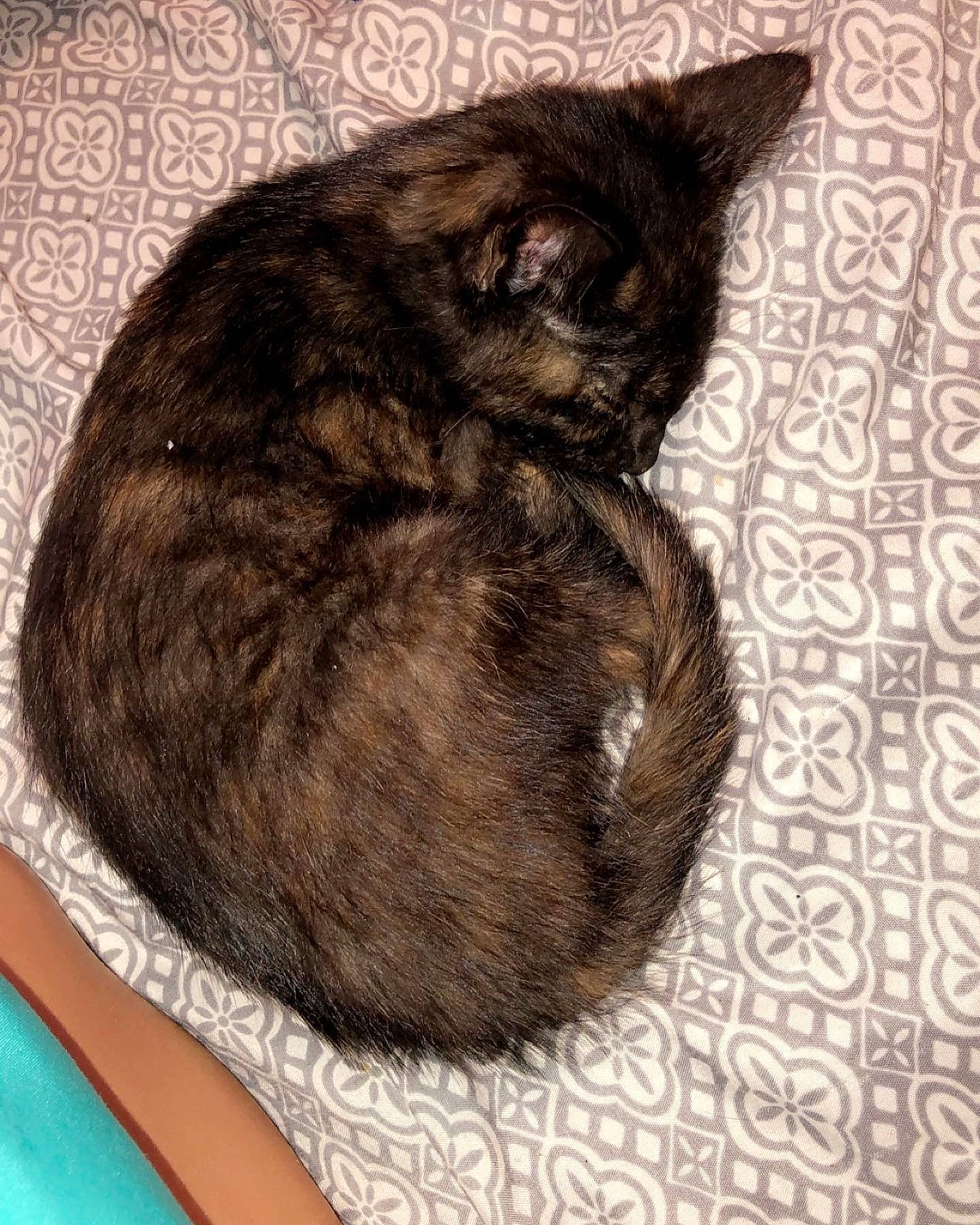 Hazel is registered to the contest to win money with this photo: art, black_cat, carnivore, cat, claw, comfort, domestic_short_haired_cat, drawing, ear, felidae, fur, nap, paw, sleep, small_to_medium_sized_cats, snout, tail, terrestrial_animal, whiskers