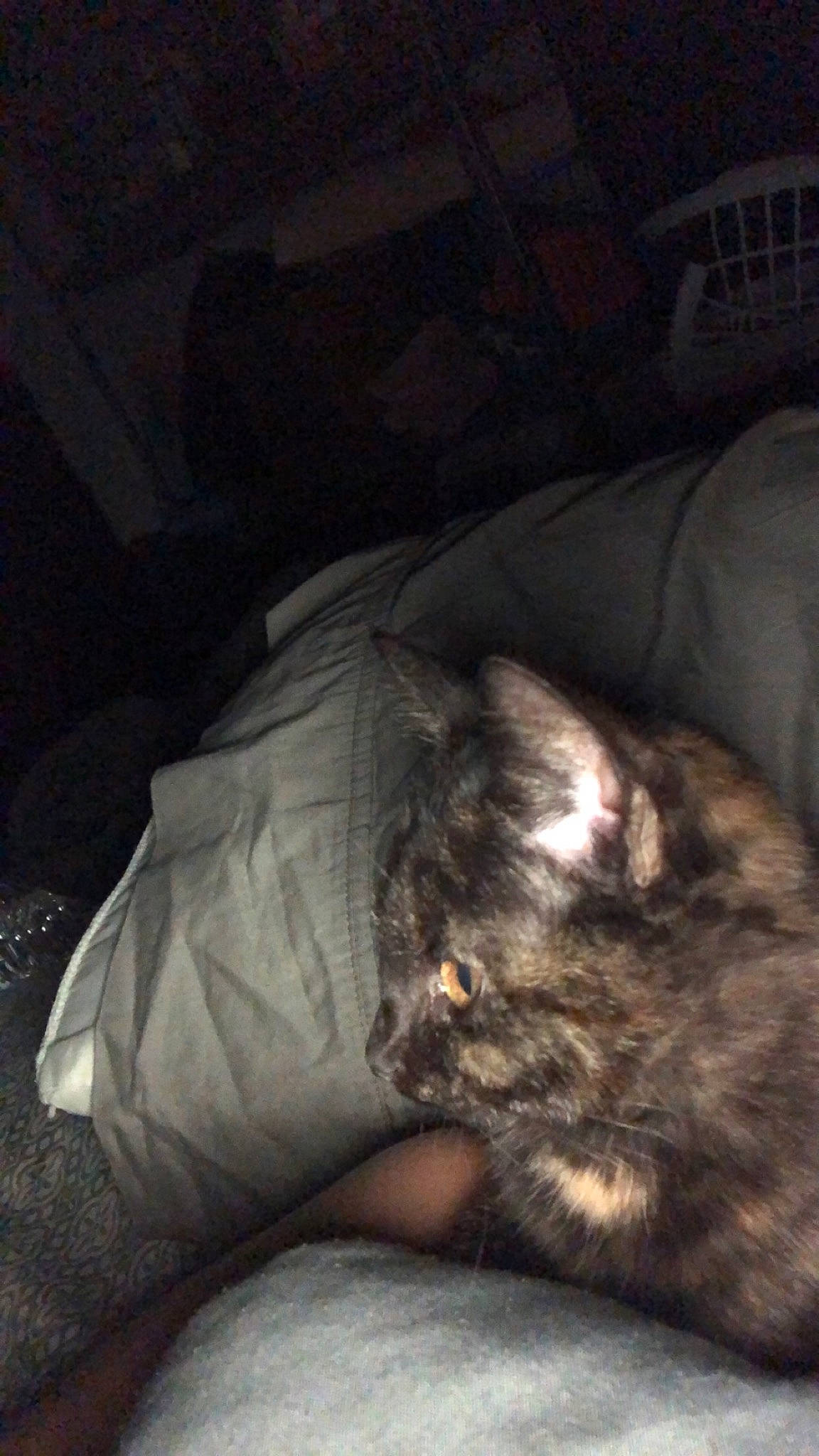 Hazel is registered to the contest to win money with this photo: carnivore, cat, claw, comfort, couch, darkness, domestic_short_haired_cat, felidae, fur, grey, human_leg, paw, room, small_to_medium_sized_cats, tail, whiskers