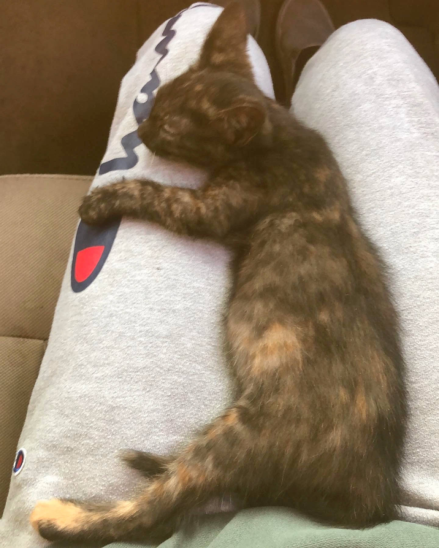 Hazel joined the competition — help win amazing prizes! carnivore, cat, claw, comfort, couch, dog_breed, domestic_short_haired_cat, felidae, fur, human_leg, linens, nap, paw, sleep, small_to_medium_sized_cats, tail, terrestrial_animal, whiskers