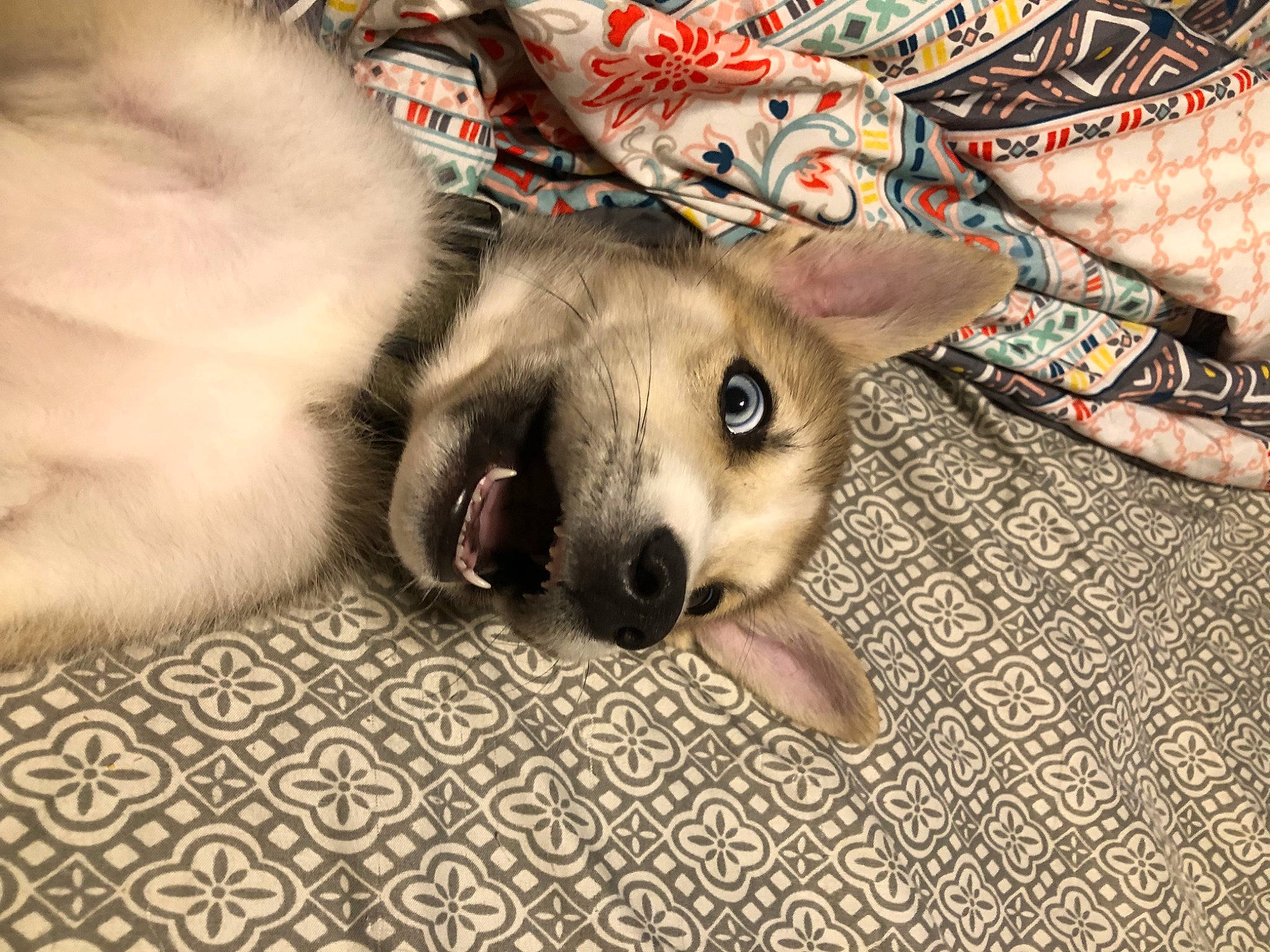 Tucker joined the competition — help win amazing prizes! canidae, carnivore, comfort, companion_dog, couch, dog, dog_breed, fawn, felidae, foot, fur, nap, paw, small_to_medium_sized_cats, snout, sporting_group, terrestrial_animal, whiskers, wildlife, working_animal