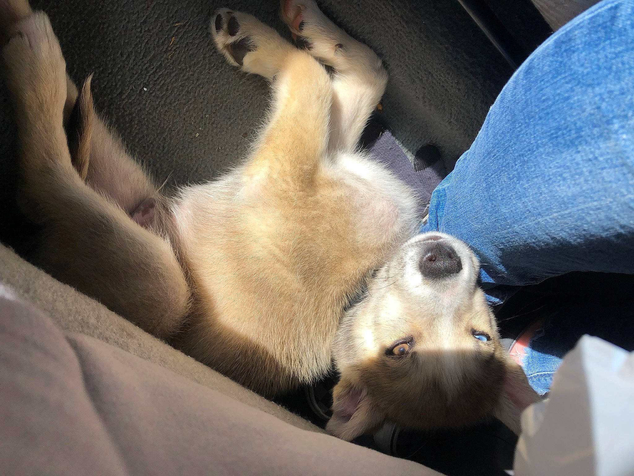 Tucker joined the competition — help win amazing prizes! auto_part, canidae, carnivore, collar, comfort, companion_dog, dog, dog_breed, fawn, foot, fur, human_leg, nap, non_sporting_group, paw, puppy, snout, sporting_group, whiskers, window