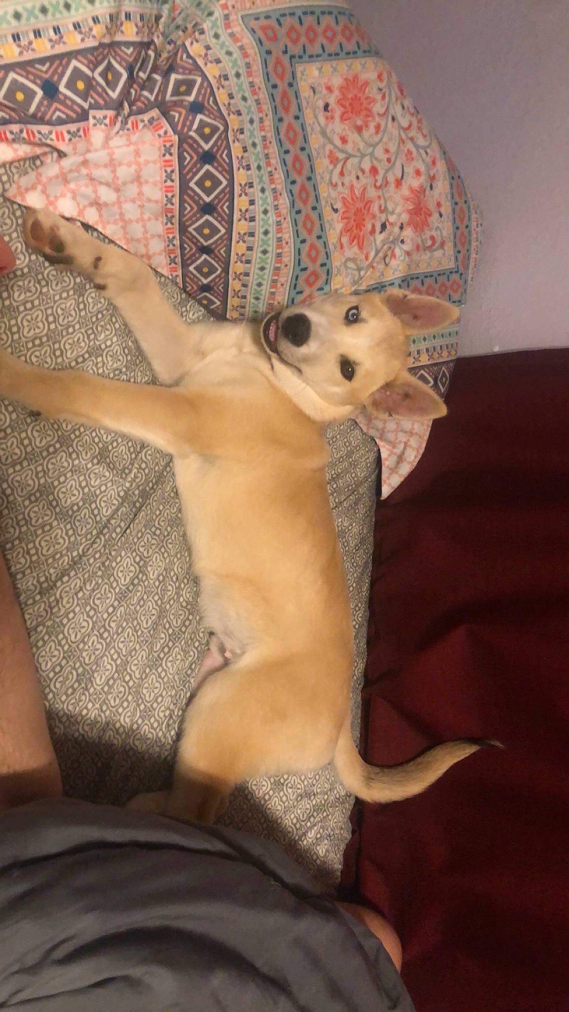 Tucker joined the competition — help win amazing prizes! abdomen, barechested, canidae, carnivore, chest, comfort, companion_dog, dog, dog_breed, fawn, flooring, fur, human_leg, linens, tail, thigh, toy_dog, trunk, whiskers, working_animal