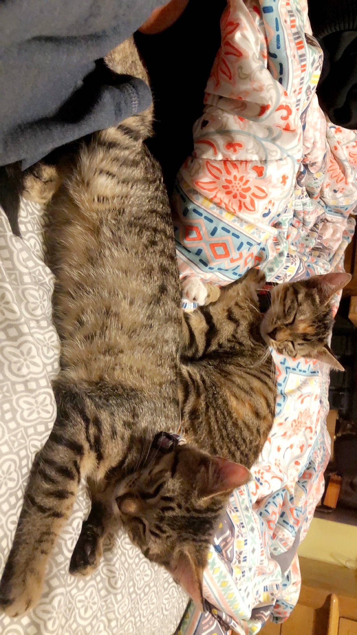 Nala joined the competition — help win amazing prizes! carnivore, cat, claw, comfort, domestic_short_haired_cat, felidae, foot, fur, human_leg, military_camouflage, nap, pattern, paw, sleeve, small_to_medium_sized_cats, tail, textile, whiskers