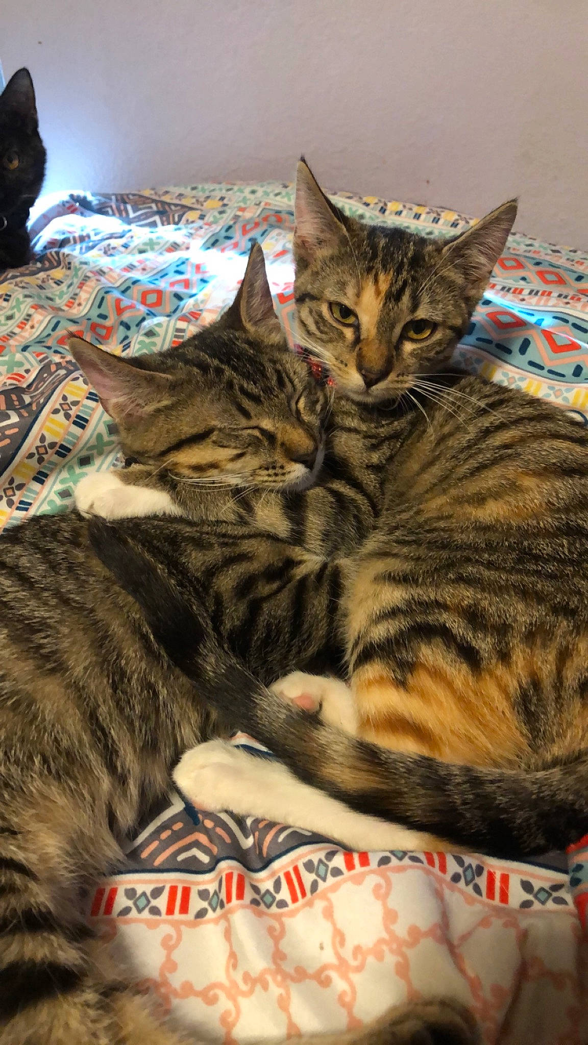 Nala joined the competition — help win amazing prizes! bed, carnivore, cat, claw, comfort, domestic_short_haired_cat, felidae, fur, mammal, nap, paw, small_to_medium_sized_cats, snout, vertebrate, whiskers