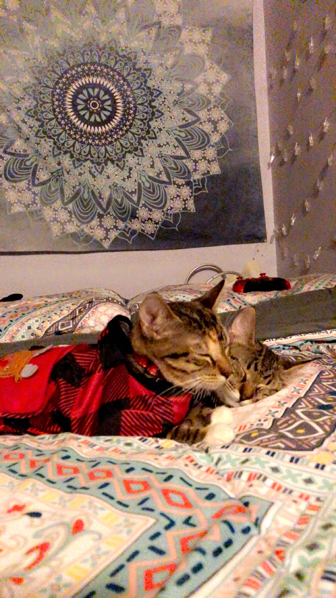 Nala joined the competition — help win amazing prizes! art, bed_sheet, bedding, blanket, carnivore, cat, comfort, domestic_short_haired_cat, felidae, flooring, fur, linens, nap, pattern, room, small_to_medium_sized_cats, textile, visual_arts, whiskers