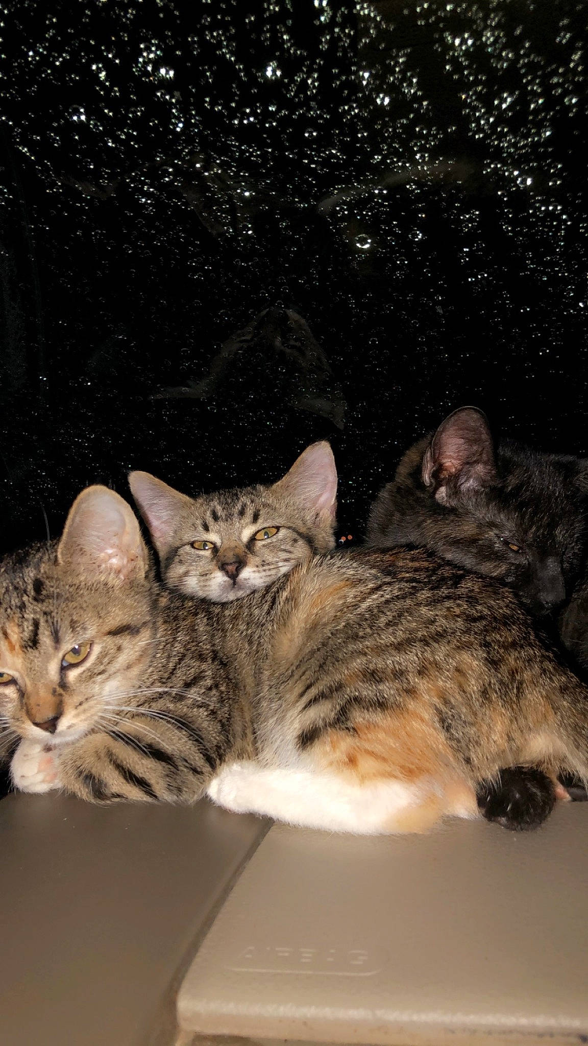 Nala joined the competition — help win amazing prizes! carnivore, cat, domestic_short_haired_cat, ear, eye, felidae, fur, mammal, paw, small_to_medium_sized_cats, snout, tail, terrestrial_animal, vertebrate, whiskers, wildlife