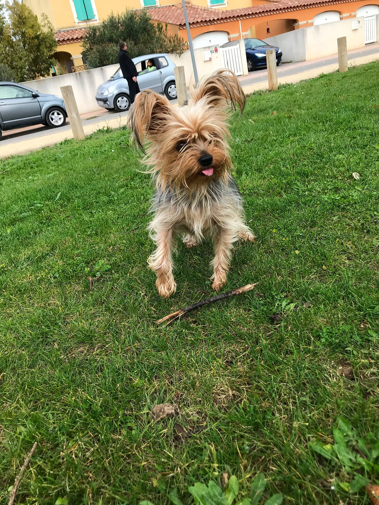 Baya Jeblaoui participe au concours pour gagner de l'argent avec cette photo : australian_silky_terrier, biewer_terrier, cairn_terrier, canidae, carnivore, companion_dog, dog, dog_breed, grass, mammal, morkie, norwich_terrier, rare_breed_dog, small_terrier, sporting_group, sporting_lucas_terrier, terrier, toy_dog, vertebrate, yorkshire_terrier