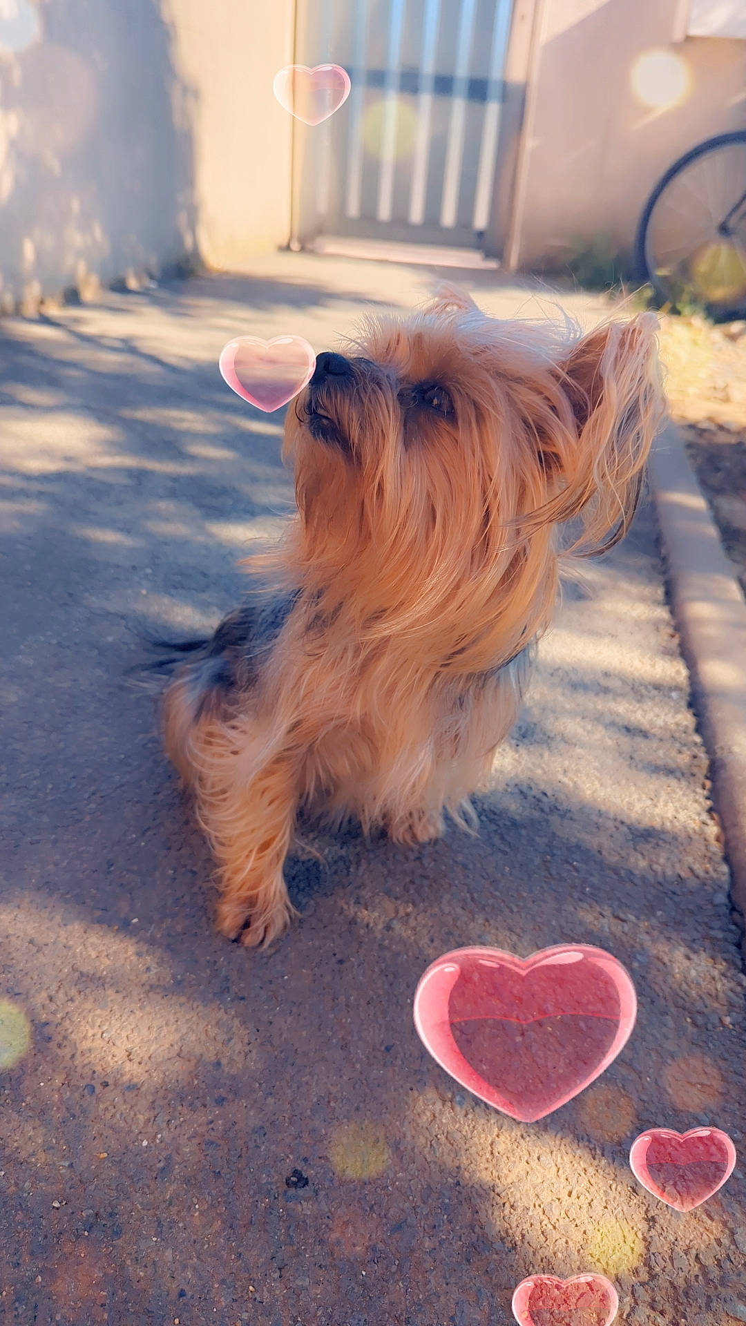 Baya Jeblaoui participe au concours pour gagner de l'argent avec cette photo : asphalt, canidae, carmine, carnivore, companion_dog, dog, dog_breed, dog_supply, fawn, fur, happy, liver, road_surface, small_terrier, snout, sporting_group, tail, tints_and_shades, toy_dog, wood