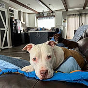 Bailey is registered to the contest to win money with this photo: blanket, brown_dog, couch, cozy, curtains, dog, domestic, furniture, home, indoor, kitchen, living_room, natural_light, pet, relaxing, resting, white_dog, window, wooden_beams